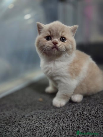British Shorthair cats - Advert 1