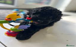 Bernedoodle dogs for sale: Bernedoodle girl ready now - Image 2