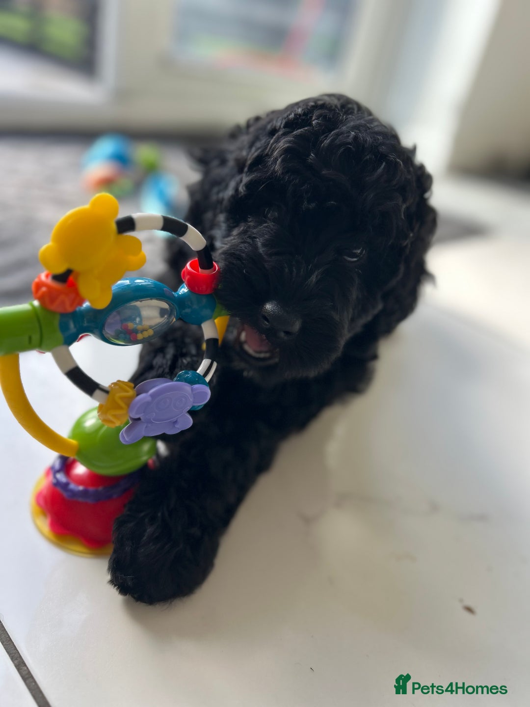 Bernedoodle dogs for sale: Bernedoodle girl ready now - Image 2