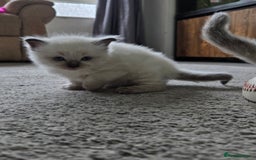 Ragdoll cats for sale: Stunning Ragdolls (ready 17th August) in Bristol - Image 14