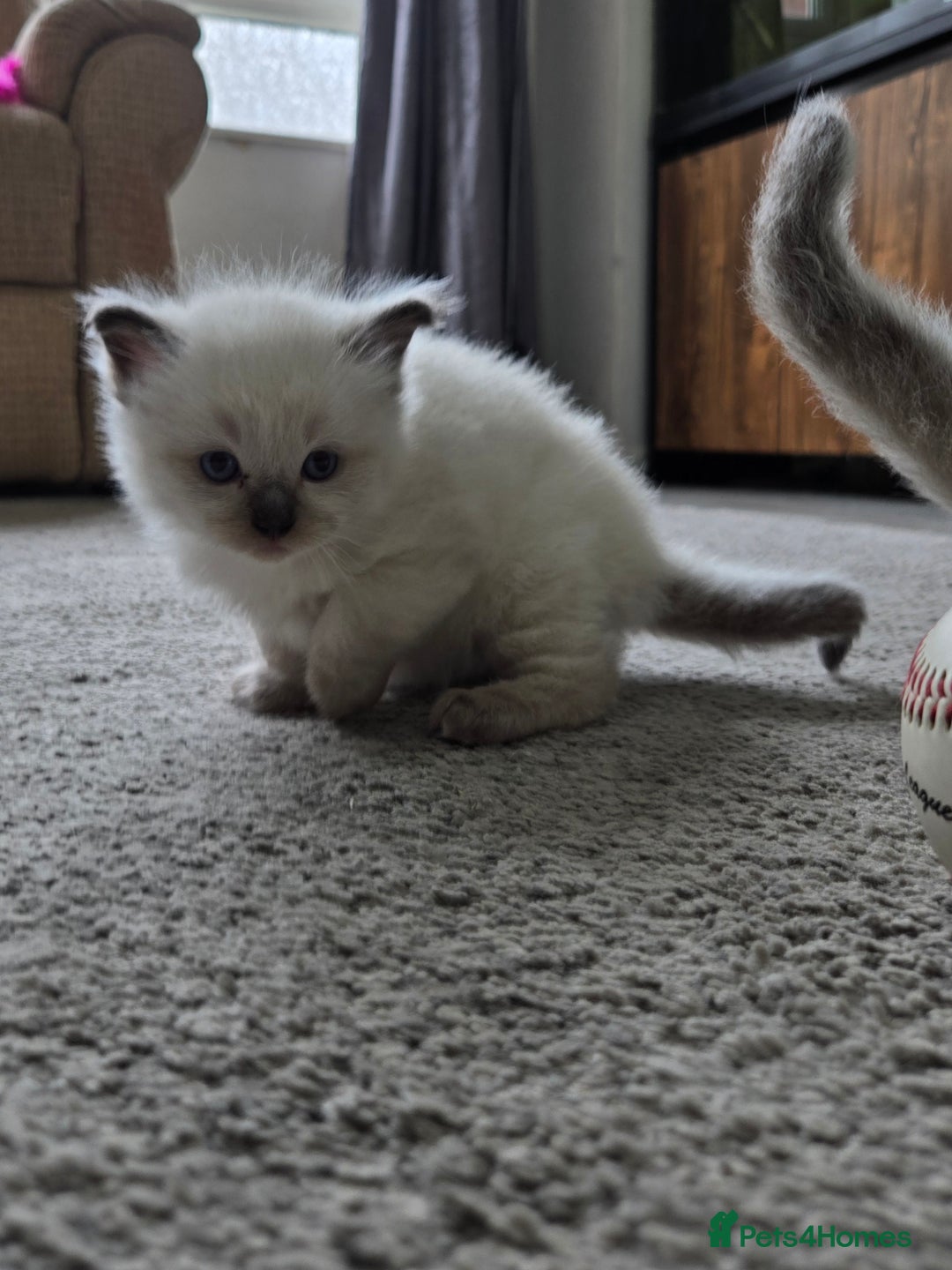 Ragdoll cats for sale: Stunning Ragdolls (ready 17th August) in Bristol - Image 14