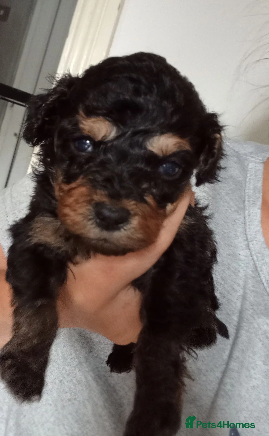 Cockapoo dogs for sale: 6 week old pups - Advert 2
