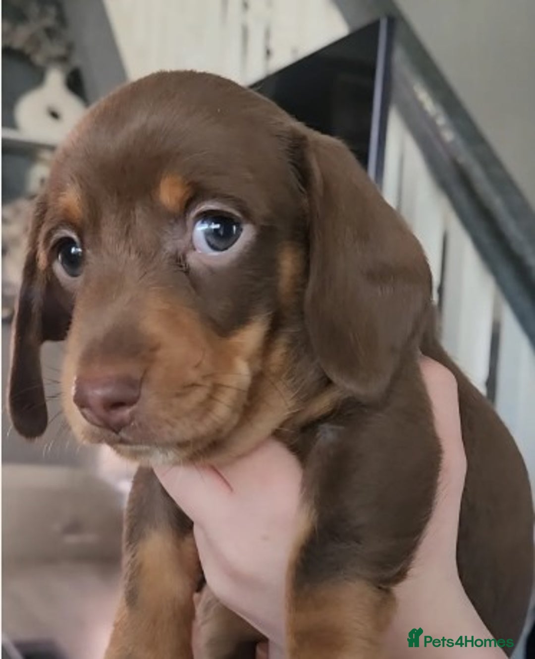 Dachshund dogs for sale: Stunning Standard Dachshund Pups - READY NOW !! - Image 5