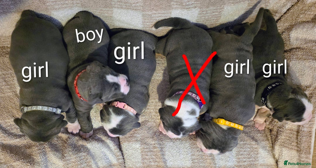 Olde English Bulldogge dogs for sale: Olde English Bulldog Puppies NEBBR Derby - Image 2