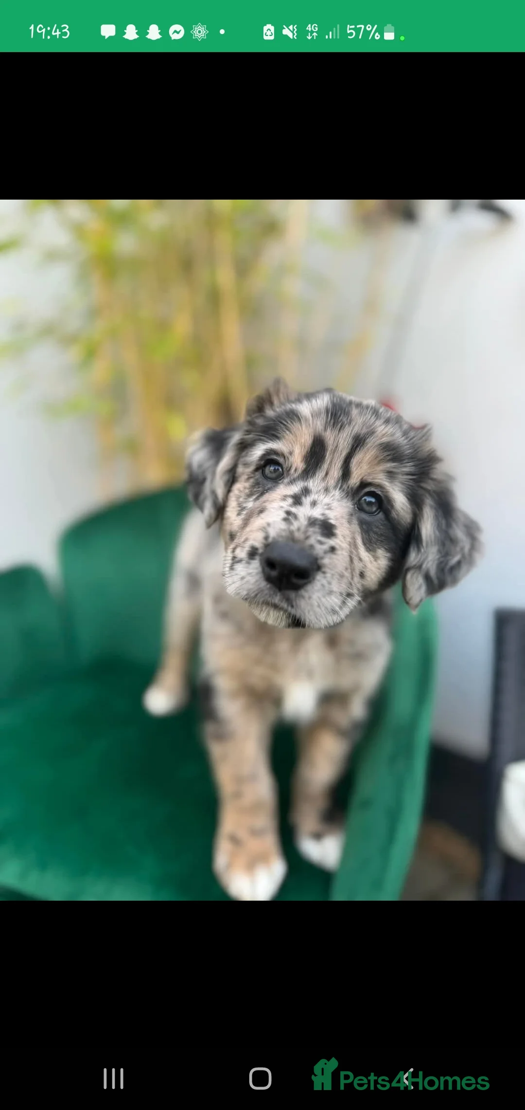 Border Collie dogs for stud: Proven pure bred tri coloured merle collie stud in Fakenham - Advert 28