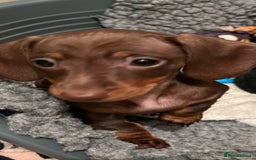 Miniature Dachshund dogs for sale: Playful smooth haired mini dachshunds Ready Now - Image 4