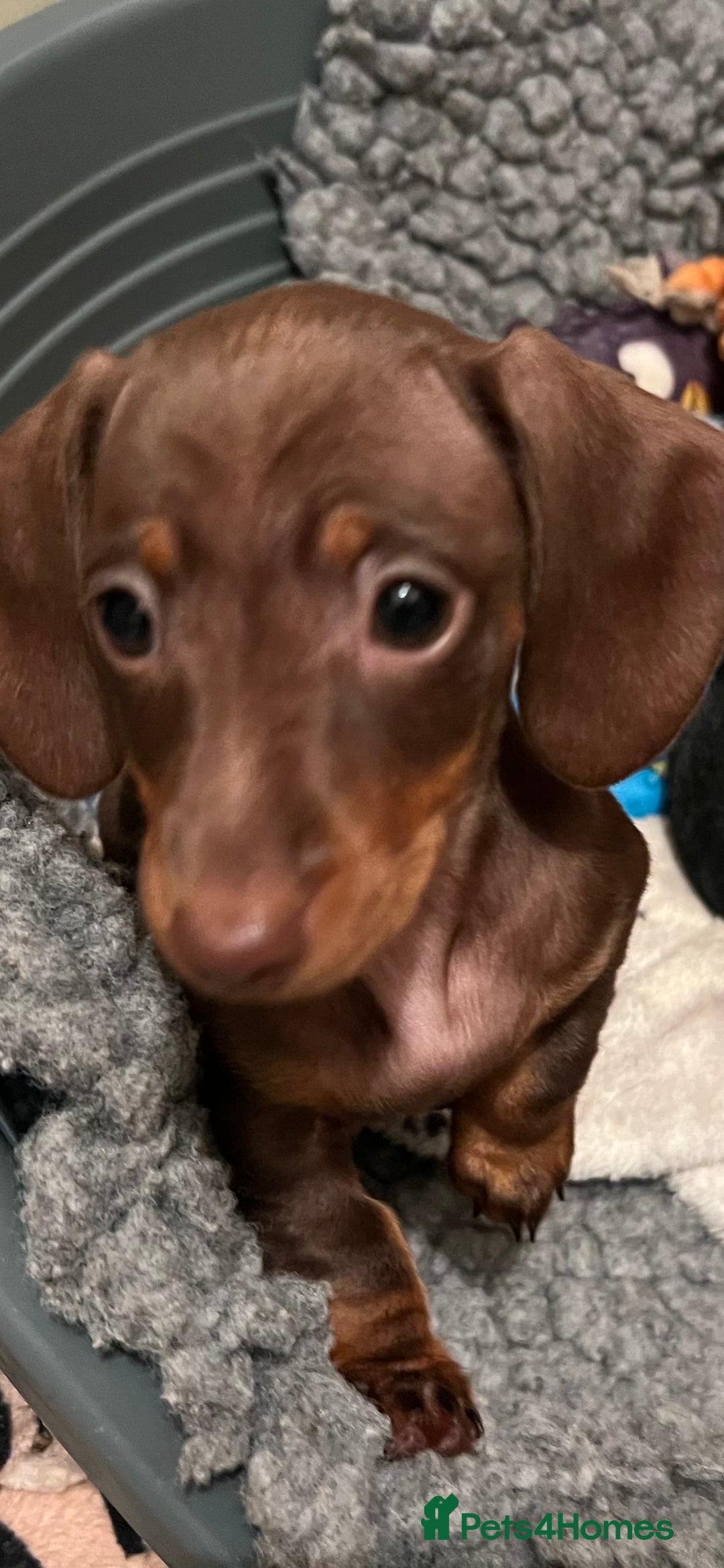 Miniature Dachshund dogs for sale: Playful smooth haired mini dachshunds Ready Now - Image 4