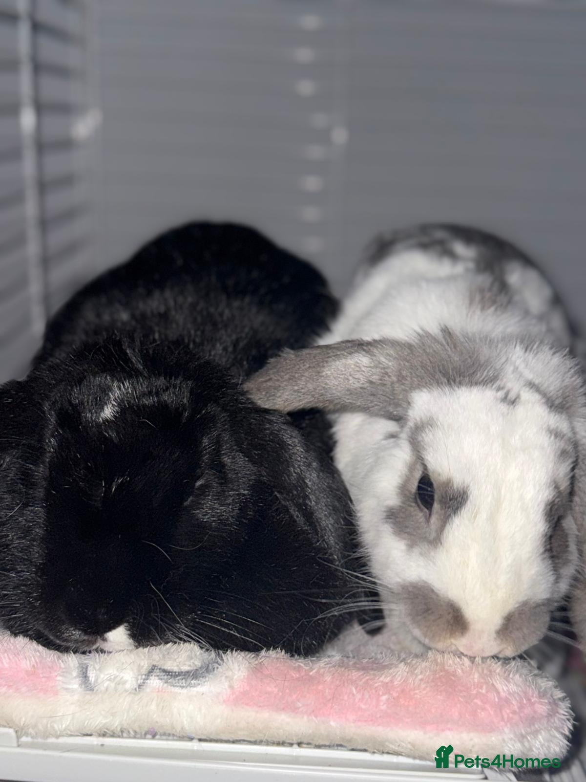 Mixed Breed rabbits Bonded Rabbits 1 male and 1 female. - Advert 3