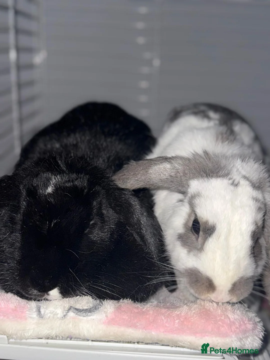 Mixed Breed rabbits for sale: Bonded Rabbits 1 male and 1 female. in South Croydon - Advert 1