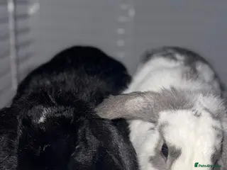 Mixed Breed rabbits Bonded Rabbits 1 male and 1 female. - Advert 2