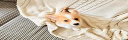 Welsh Corgi Pembroke dogs for sale: Welsh corgi (Pembroke) puppies - Advert 5