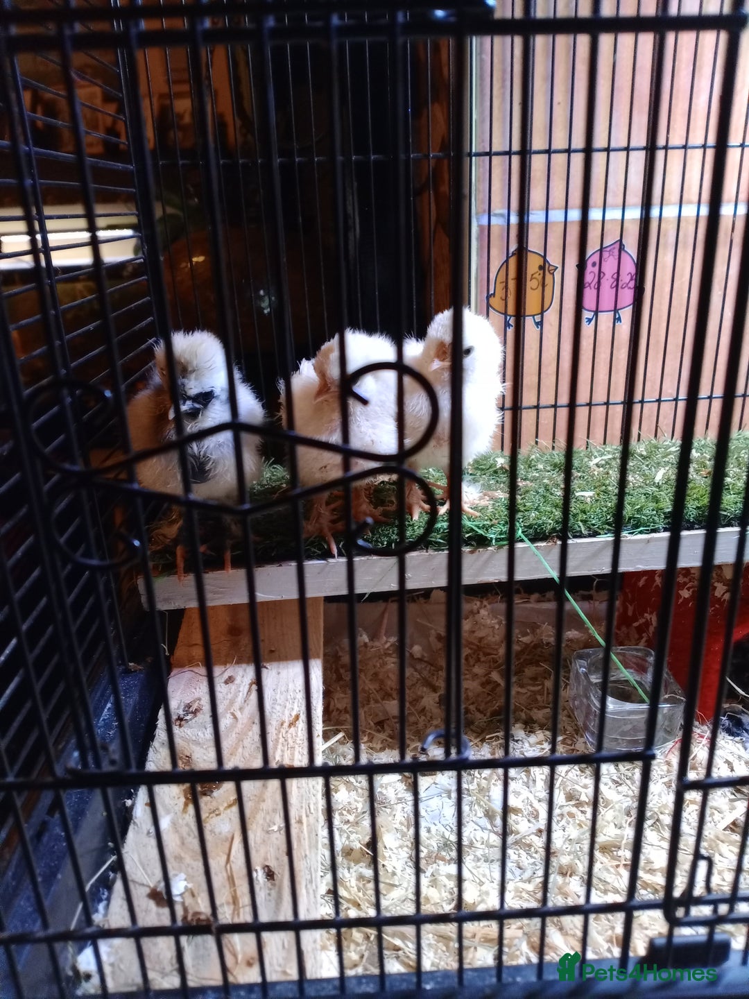 Chickens poultry for sale: Pure Breed American Silkie chicks  - Advert 4