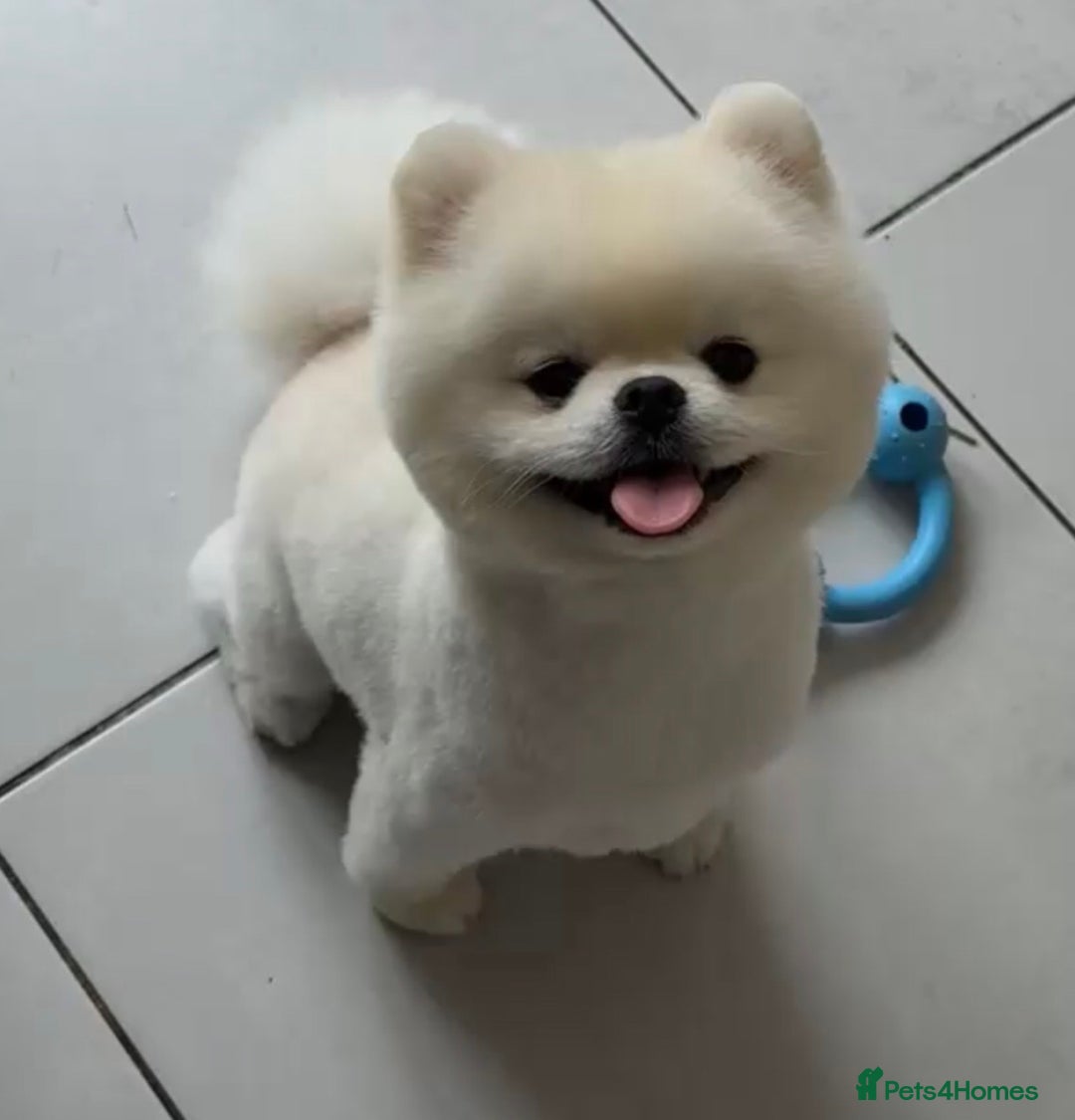Pomeranian dogs for sale: ⭐Beautiful KC Pedigree Pomeranian Boy-White/Cream⭐ - Advert 4