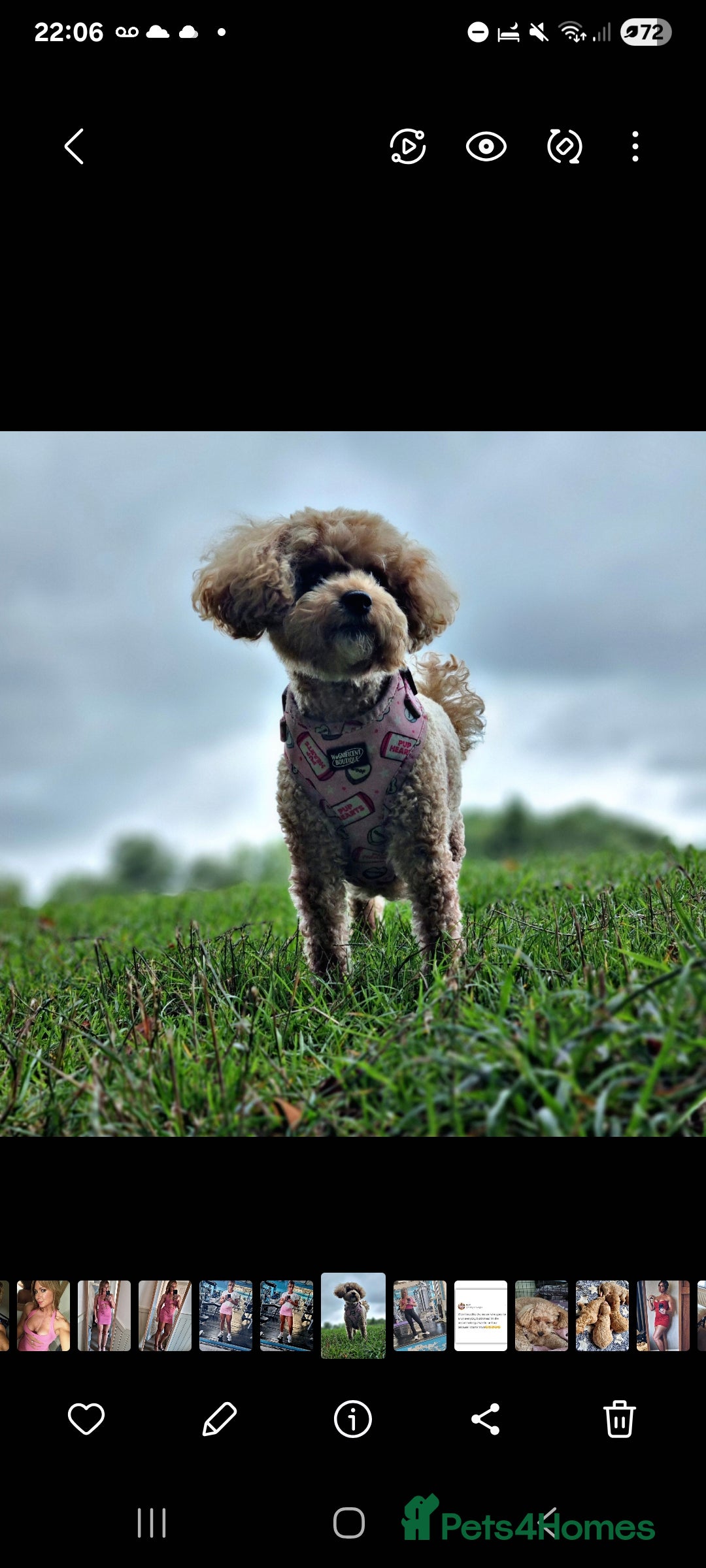 Maltipoo dogs for sale: Adorable Miniature Maltipoo Pups for sale - Image 13
