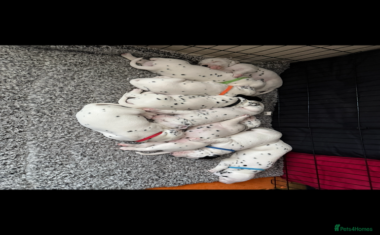 Dalmatian dogs Dalmațian puppies dogs - Advert 1