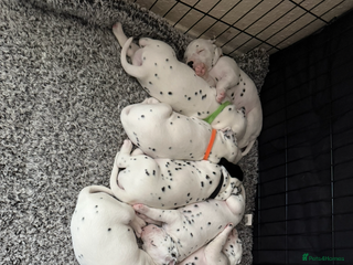 Dalmatian dogs for sale: Dalmațian puppies dogs - Advert 1