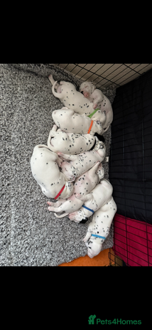 Dalmatian dogs Dalmațian puppies dogs - Advert 2