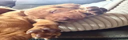 Hungarian Vizsla dogs for sale: Ready this weekend Beautiful litter.  - Advert 30