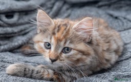 Maine Coon cats for sale: mix maine coon kitten - Image 1