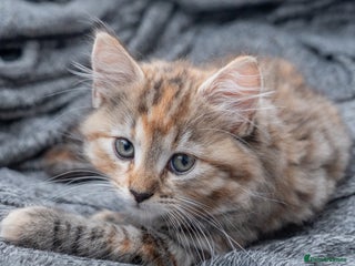 Maine Coon cats for sale - Advert 1