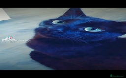 Mixed Breed cats for sale: Cat for sale due to having to move - Image 3