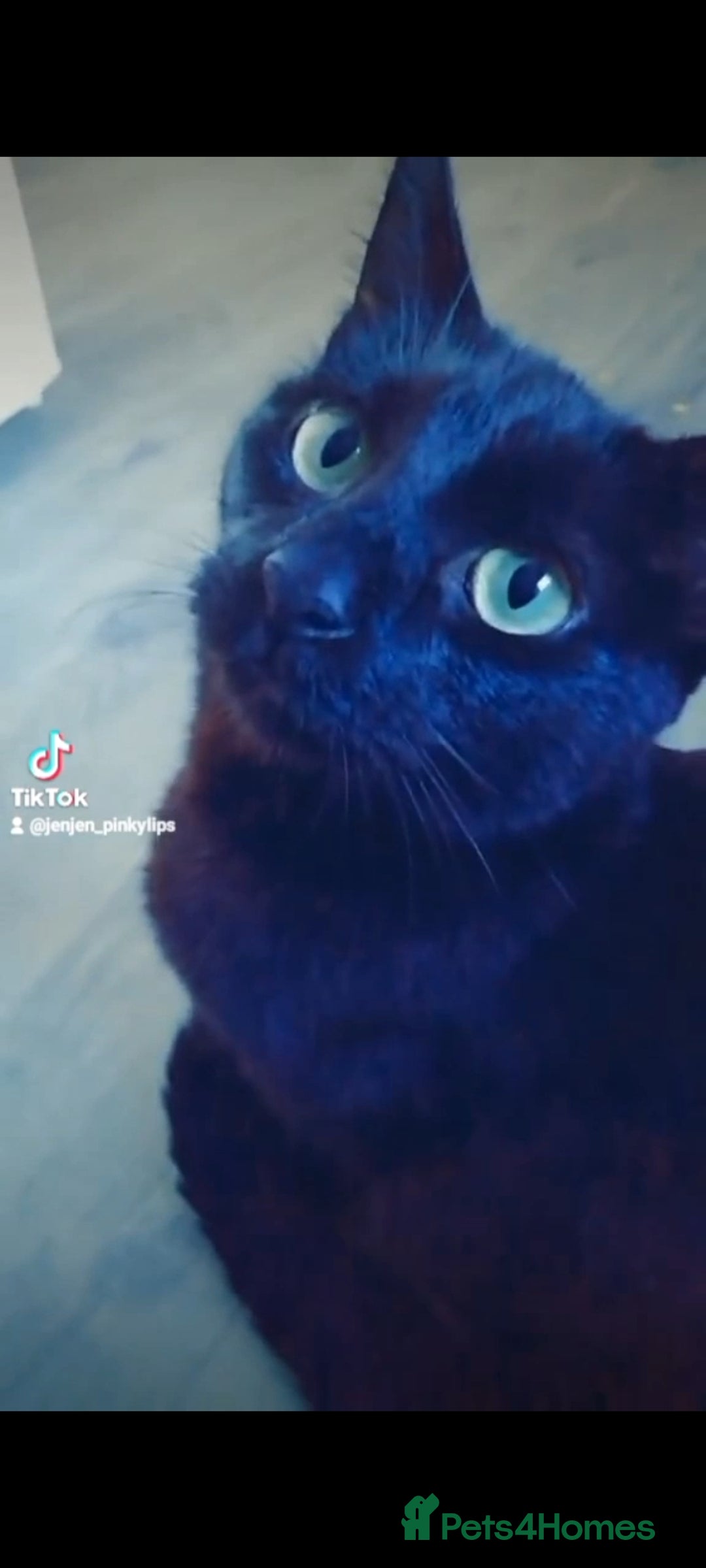 Mixed Breed cats for sale: Cat for sale due to having to move - Image 3