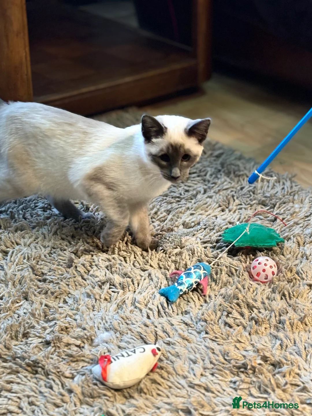 Siamese cats for sale: Blue point Siamese girl - Advert 2