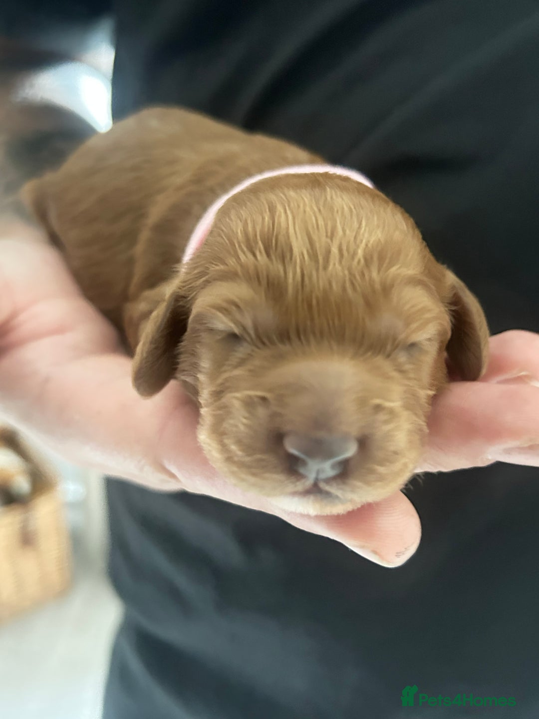 Cockapoo dogs for sale: Beautiful Cockapoo F2 puppies  - Image 16