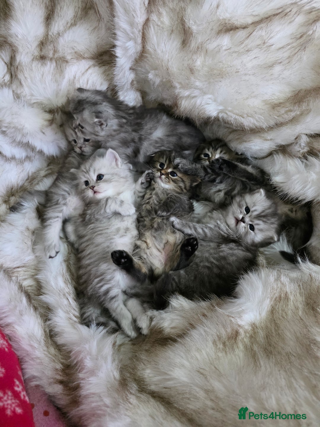 Persian cats for sale: Persian kittens  - Advert 15