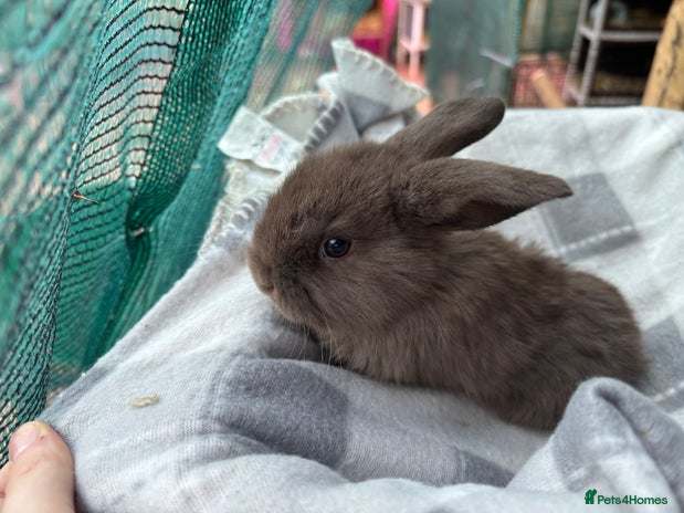 Mini Lion Lop rabbits 2 Mini lion lops - Advert 17