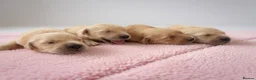 Golden Retriever dogs for sale: Beautiful Golden Retriever Puppies - Advert 21