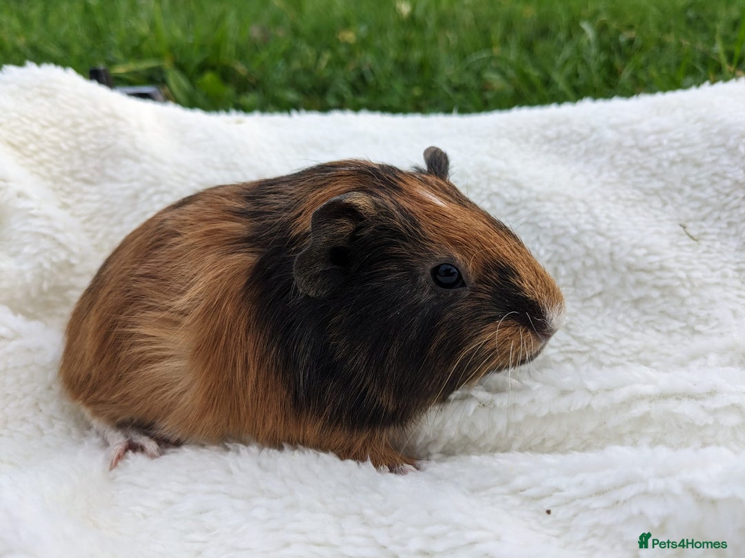 Guinea Pig rodents for sale: Gorgeous guinea pigs - Advert 7