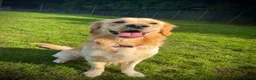 Golden Retriever dogs for stud: Beautiful KC-Reg Golden Retriever Stud (proven) - Advert 7