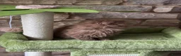 British Longhair cats for sale: Last kitten available British longhair cinnamon  - Advert 5
