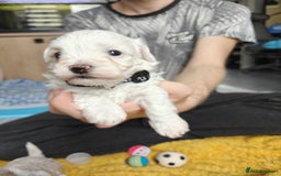 Maltipoo dogs for sale: F2 Mini Maltipoo,Toy size 4 boys - Image 24