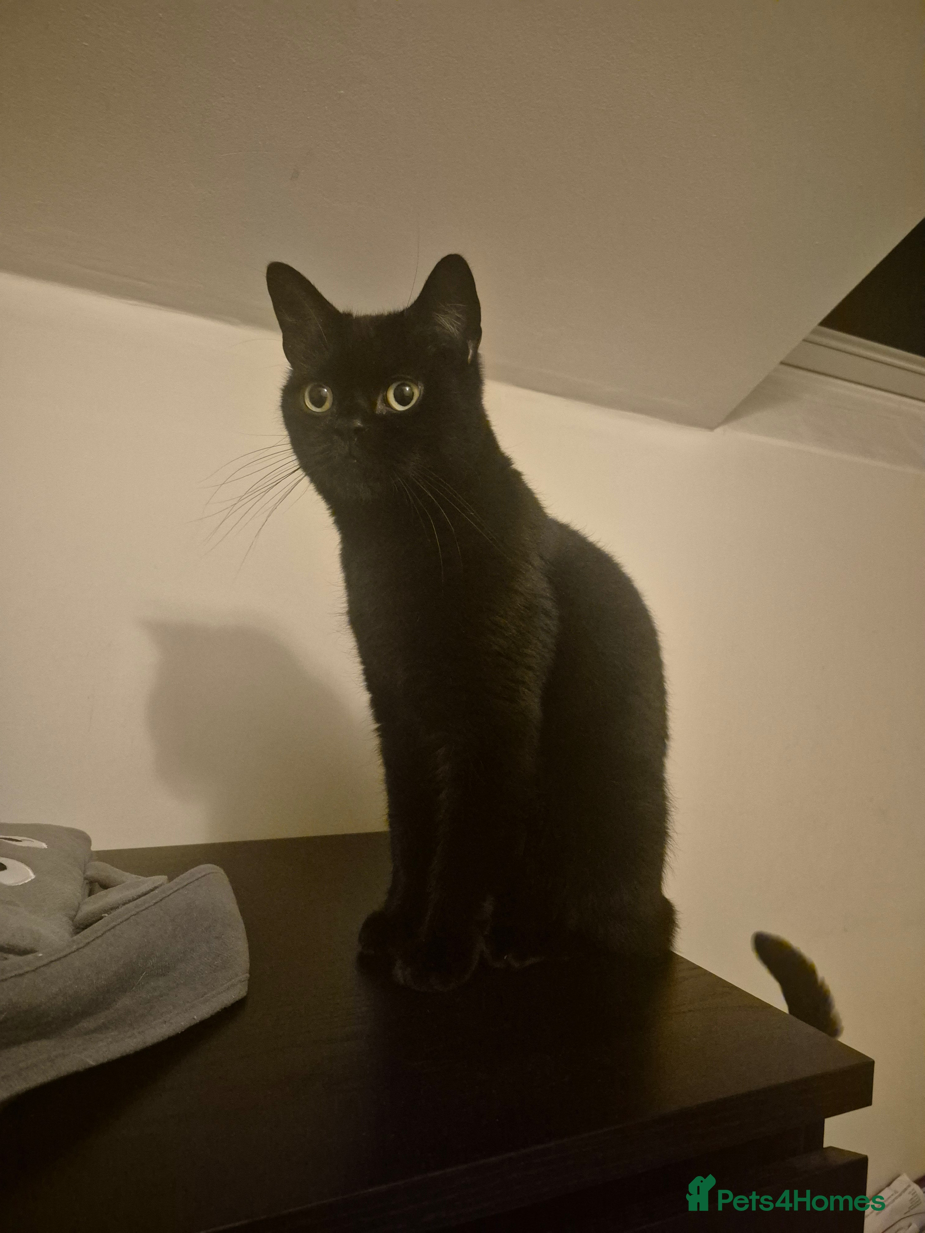 Sphynx cats Black 3 year old cat looking for a forever home. in London - Advert 1