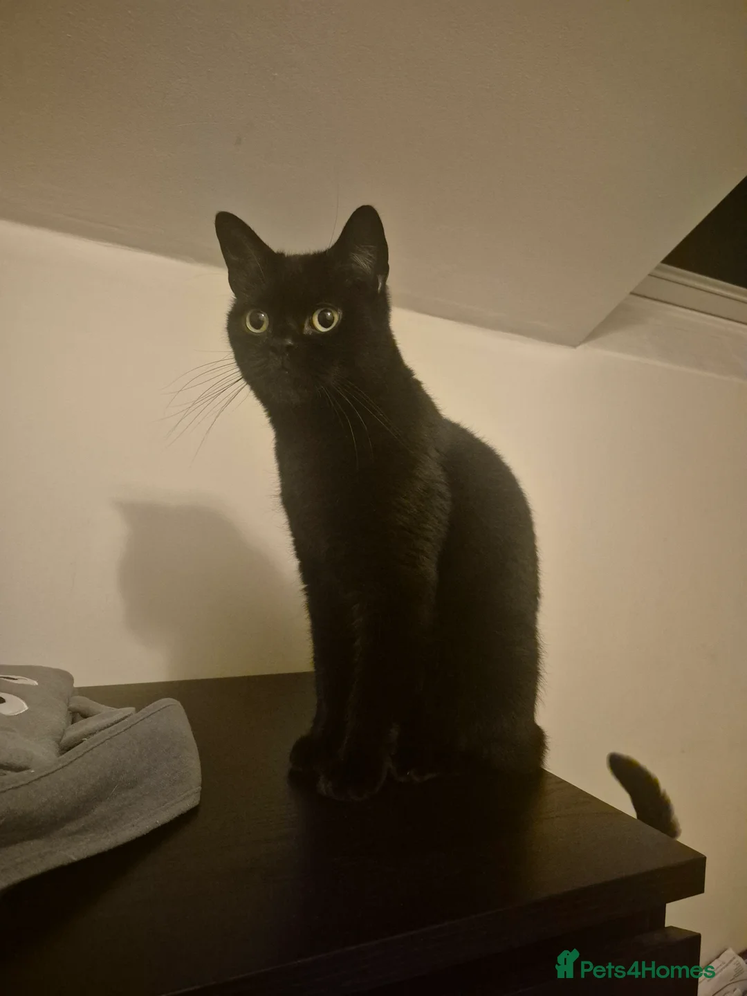 Sphynx cats for sale: Black 3 year old cat looking for a forever home. in London - Advert 1