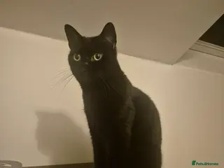 Sphynx cats Black 3 year old cat looking for a forever home. in London - Advert 5