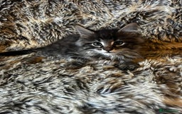 Maine Coon cats for sale: Maine coon kittens - Image 10