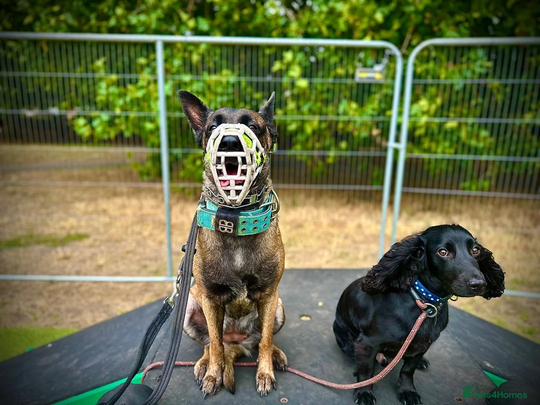 Belgian Shepherd Dog dogs for sale: Delta the dutchie  - Advert 2