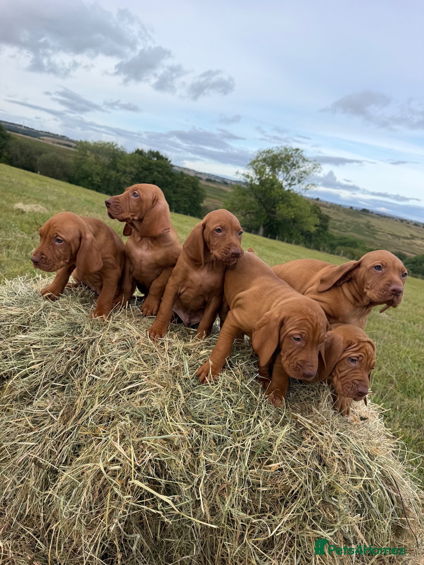 Hungarian Vizsla dogs KC Hungarian Vizsla Pups - Advert 1