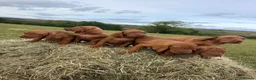Hungarian Vizsla dogs for sale: KC Hungarian Vizsla Pups in Treharris - Advert 1