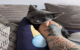 Mixed Breed cats for sale: Mixed breed kittens for sale (Last one!!!) in Melksham - Image 1