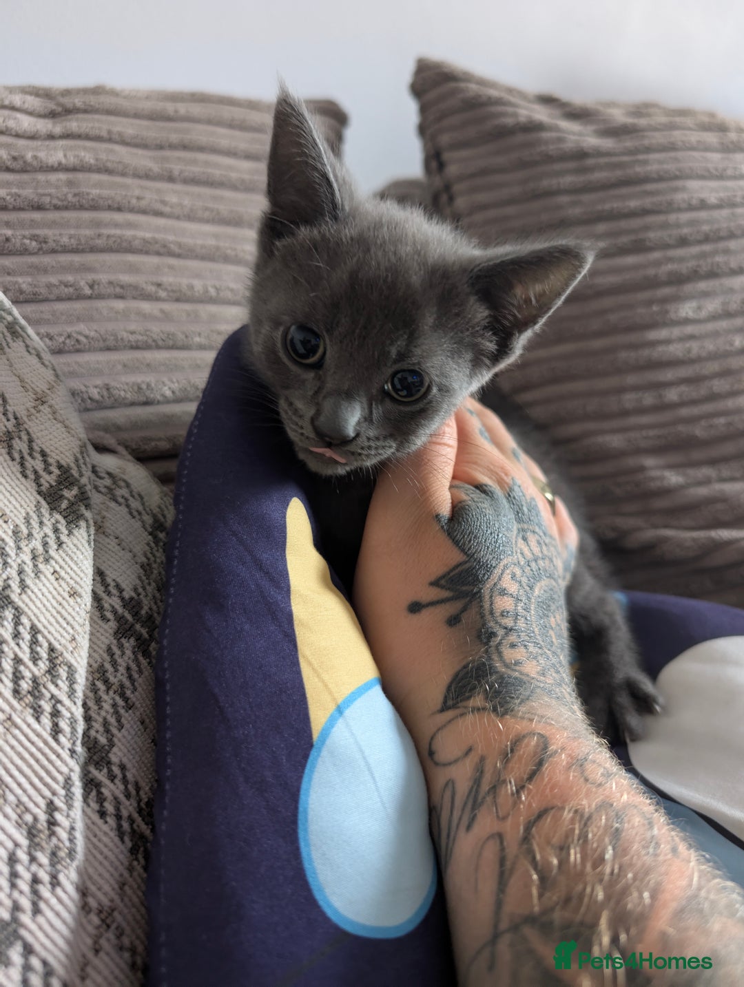Mixed Breed cats for sale: Mixed breed kittens for sale (Last one!!!) in Melksham - Image 1