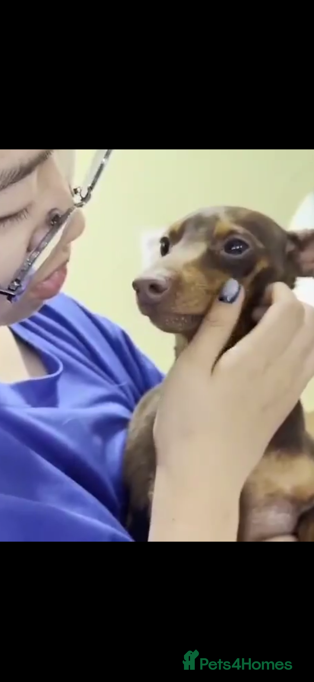 Miniature Pinscher dogs for adoption: John 3 year mini pin Korean meat trade survivor  - Image 5