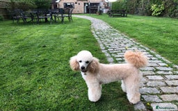 Poodle dogs for stud: AT STUD MINIATURE POODLE JESSE 9 clear DNA tests in High Wycombe - Image 4
