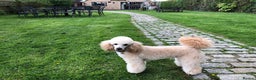 Poodle dogs for stud: AT STUD MINIATURE POODLE JESSE 9 clear DNA tests in High Wycombe - Advert 4