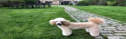 Poodle dogs for stud: AT STUD MINIATURE POODLE JESSE 9 clear DNA tests in High Wycombe - Advert 4