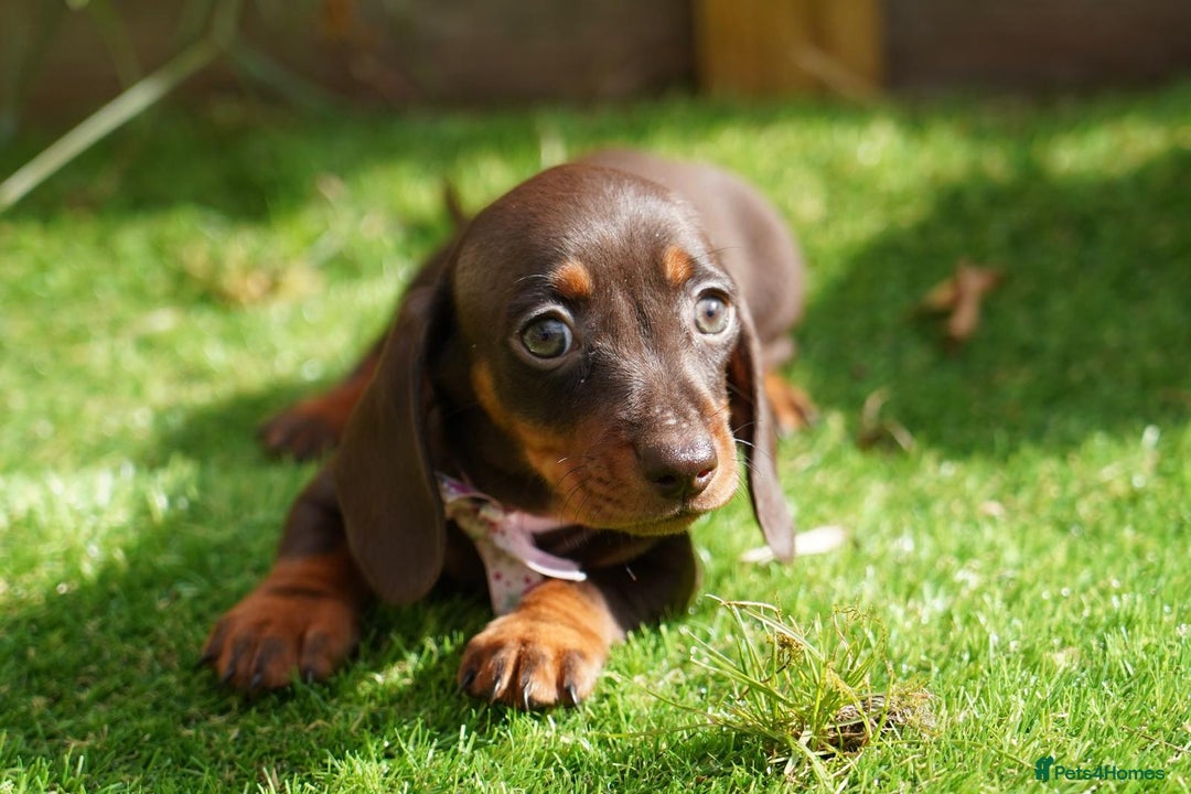 Miniature Dachshund dogs for sale: MINIATURE DACHSHUND PUPPIES PRA CLEAR - Image 3