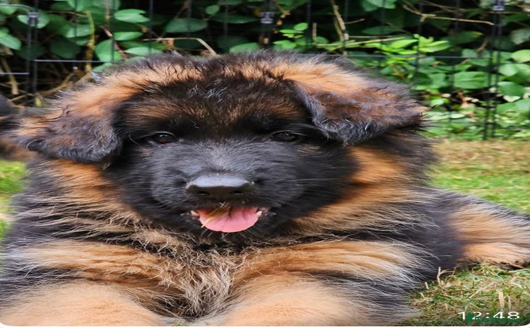 German Shepherd dogs - Advert 3
